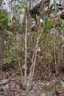 Image of Begonia grisea A. DC.