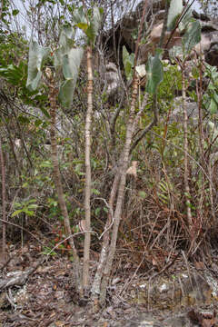 Image of Begonia grisea A. DC.