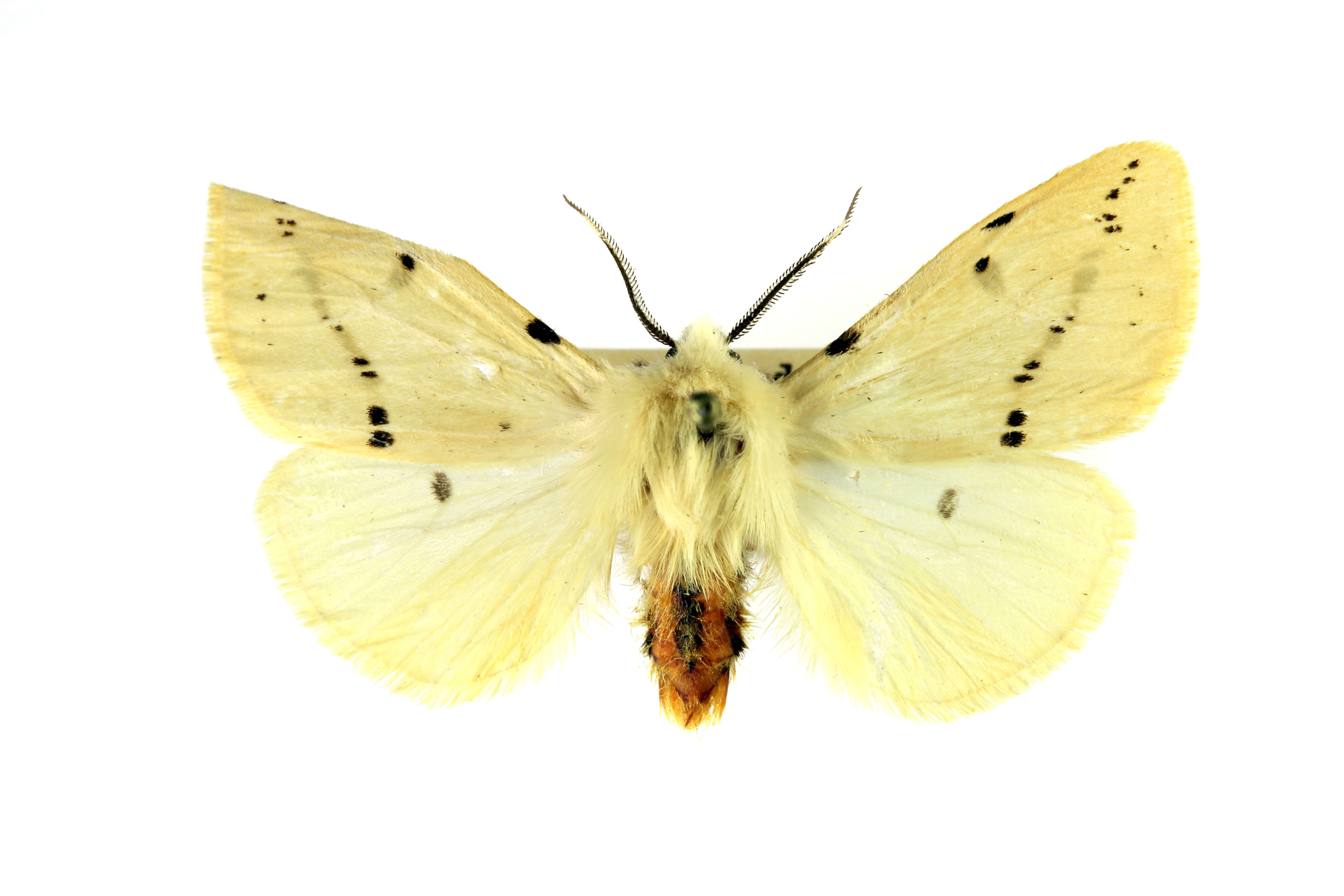 Image of Spilosoma lutea Hüfnagel 1766