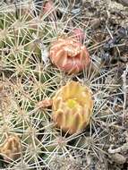 Image de Mammillaria brandegeei subsp. brandegeei