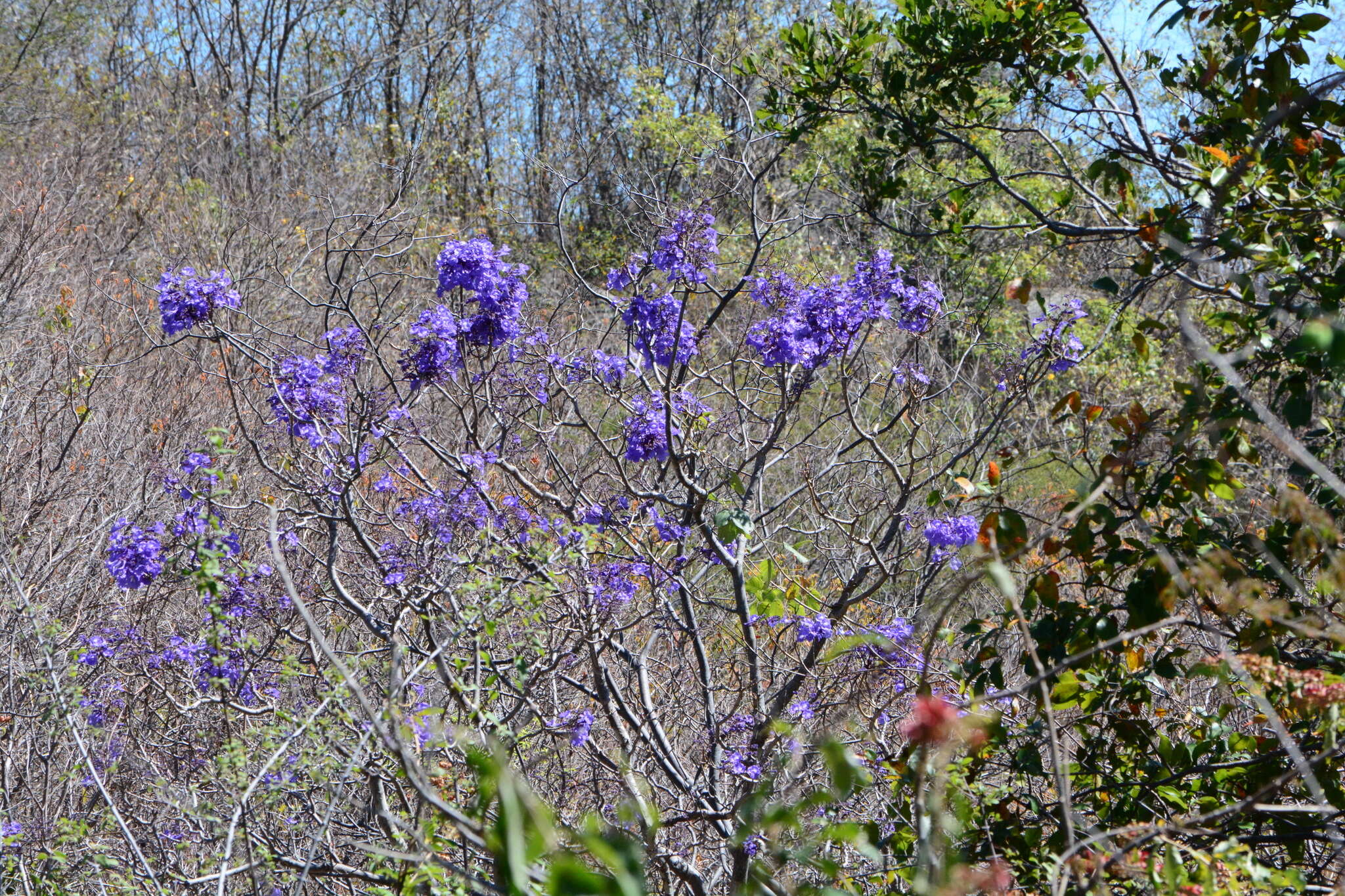 Sivun Jacaranda brasiliana (Lam.) Pers. kuva