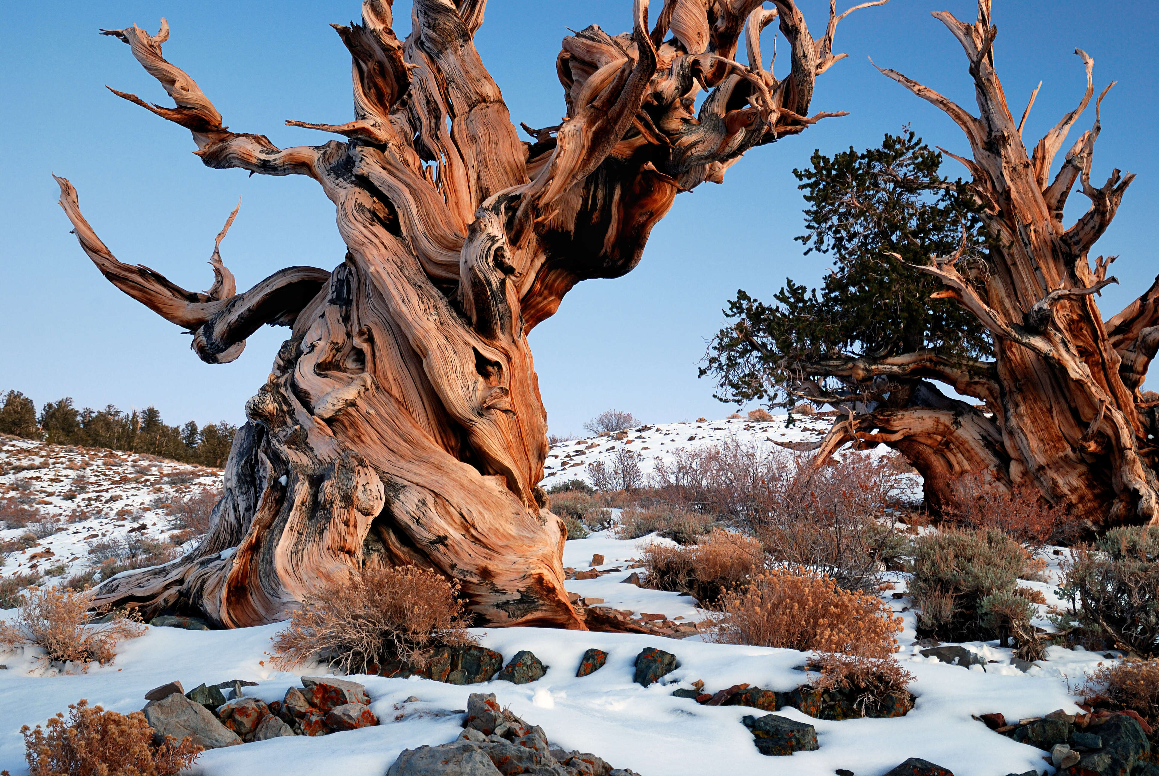 Image of Great Basin bristlecone pine