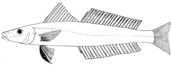 Image of Sillaginopodys