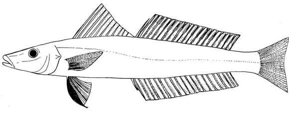 Image of Sillaginopodys