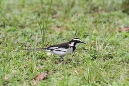 Image of African Pied Wagtail