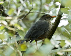 Image of Indian Blackbird