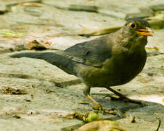 Image of Indian Blackbird