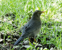 Image of Indian Blackbird