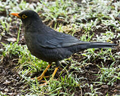 Image of Indian Blackbird