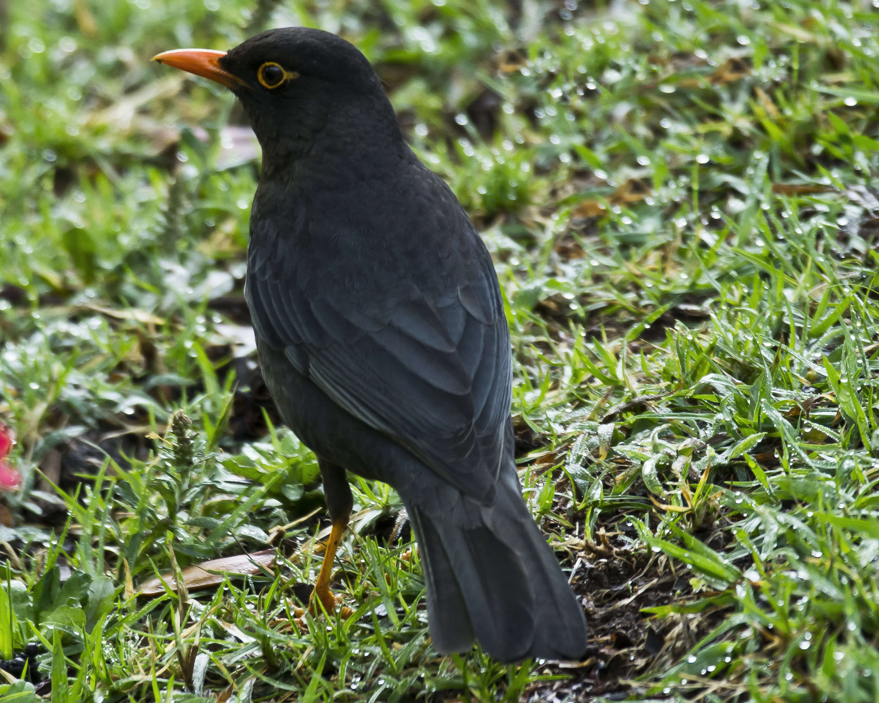 Image of Indian Blackbird