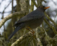 Image of Indian Blackbird