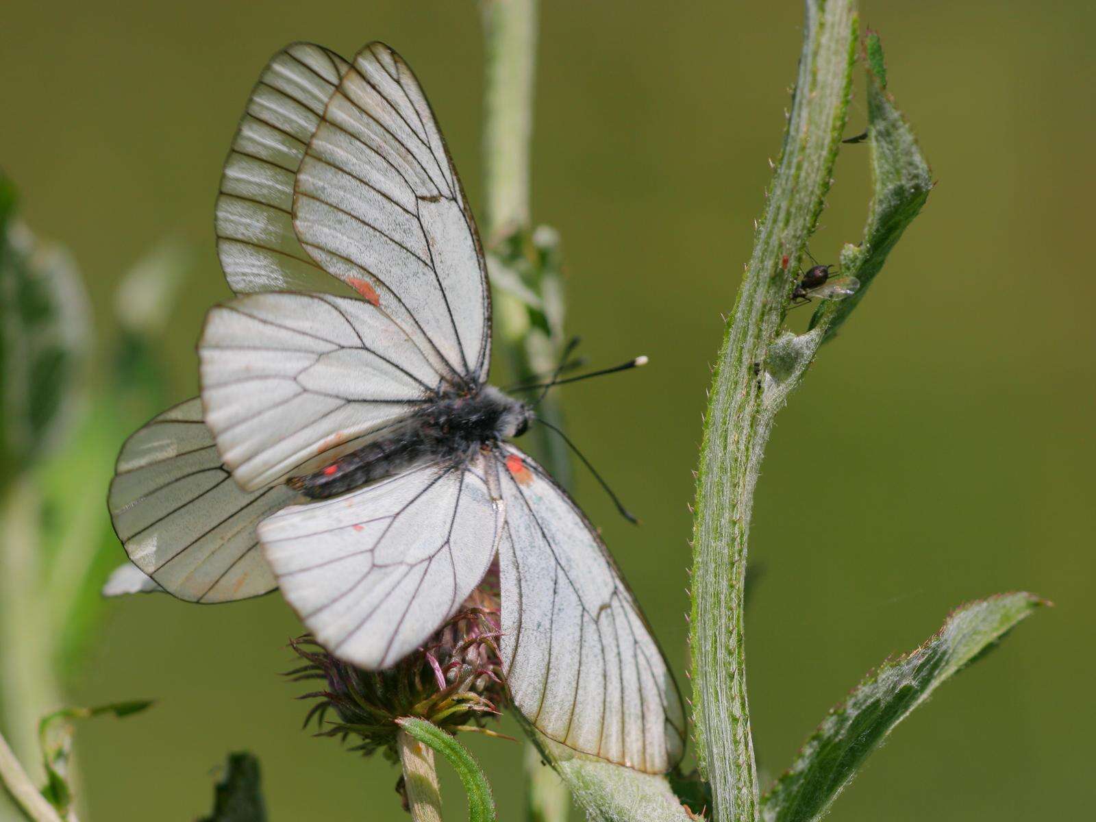 Image of Black-veined White