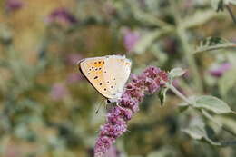 Image de Lycaena asabinus (Herrich-Schäffer (1851))