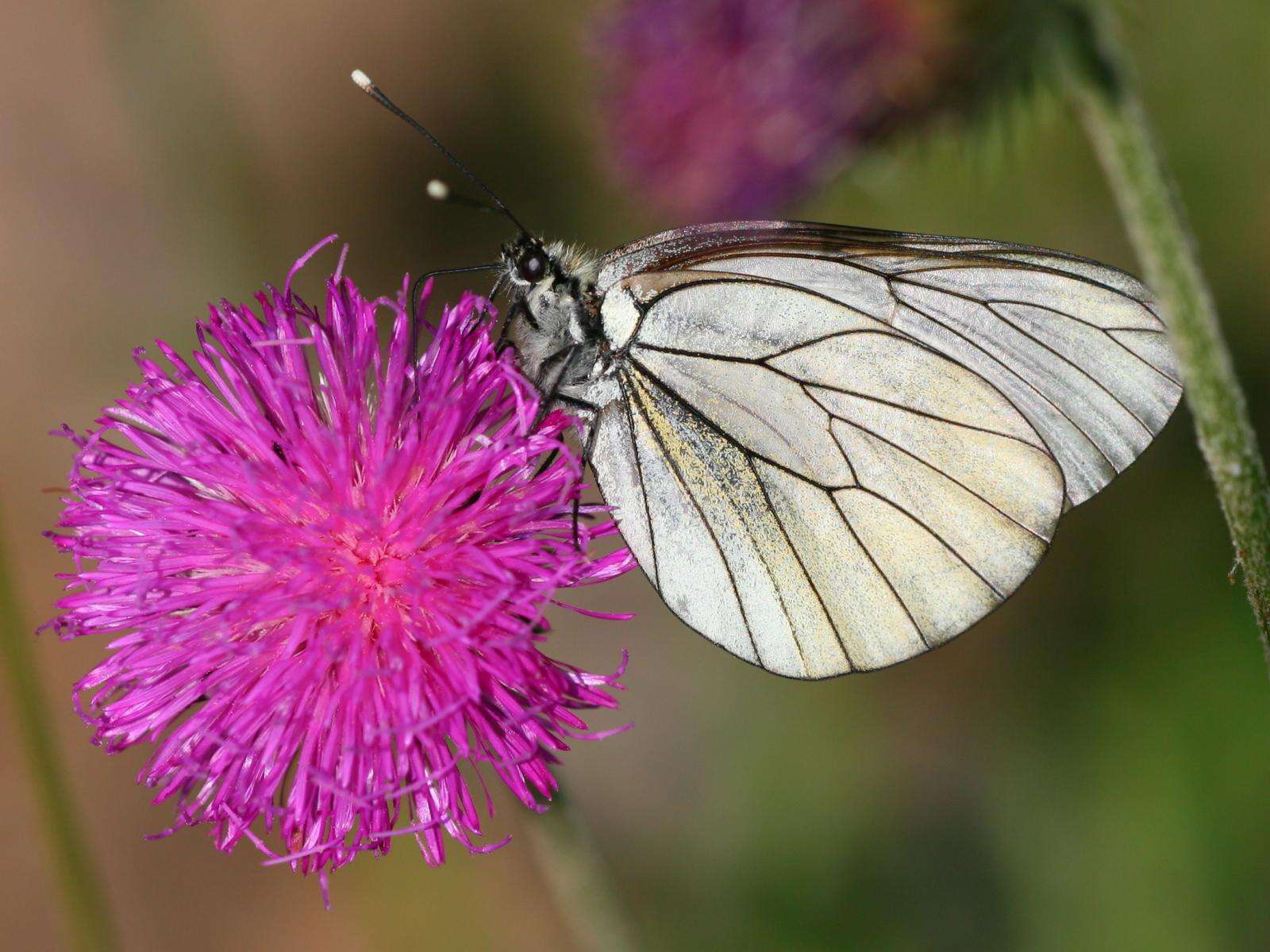 Image of Black-veined White