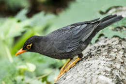 Image of Indian Blackbird