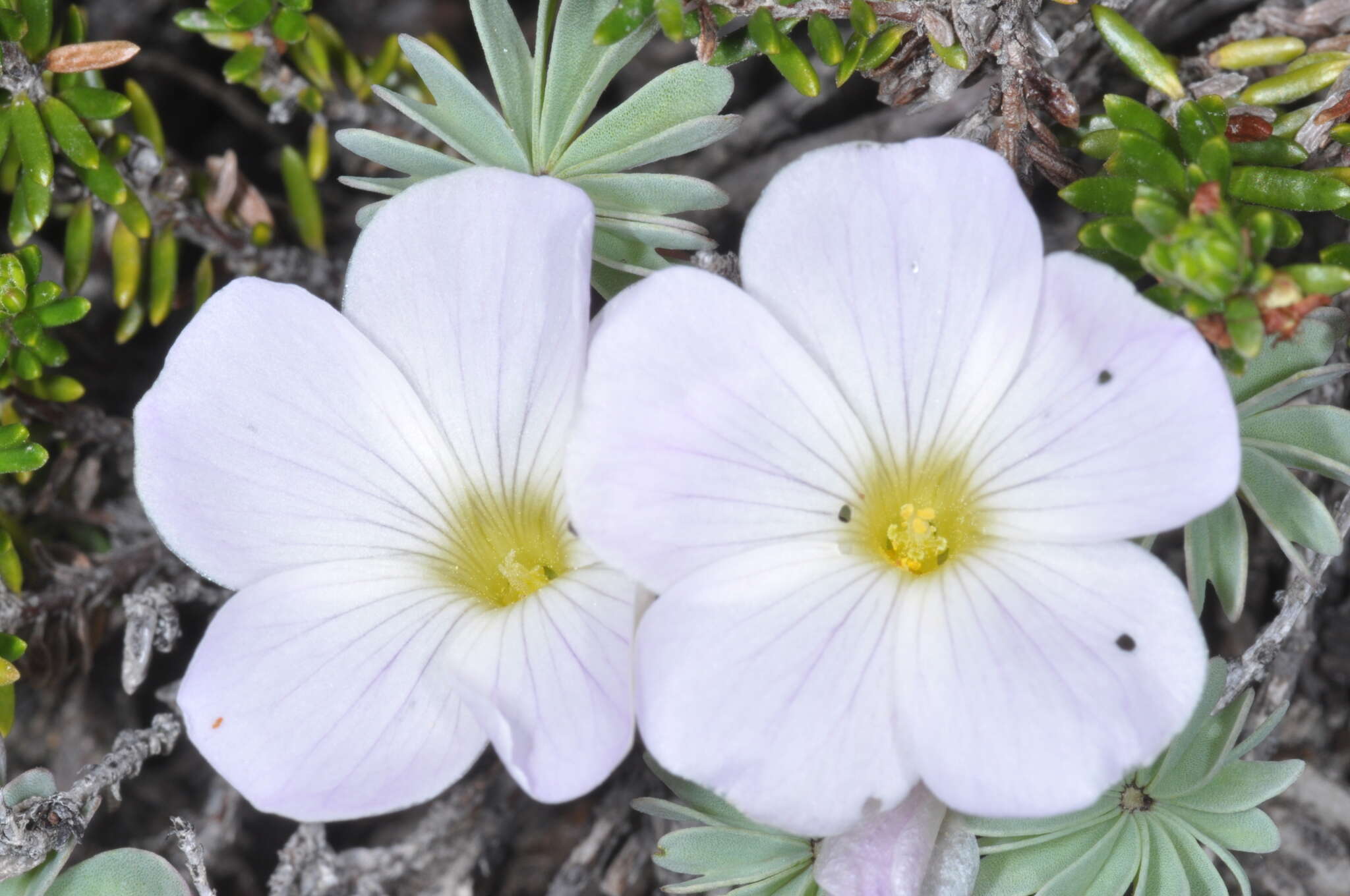 Слика од Oxalis adenophylla Gill.