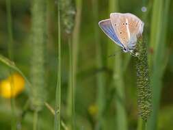 Image of Polyommatus damon