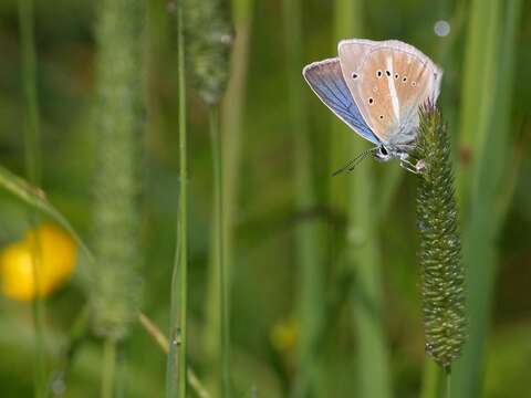 Image of Polyommatus damon