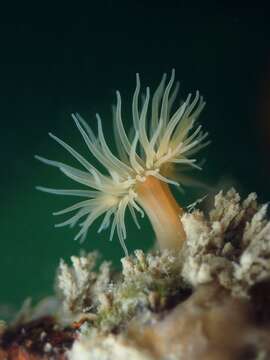 Image of orange anemone