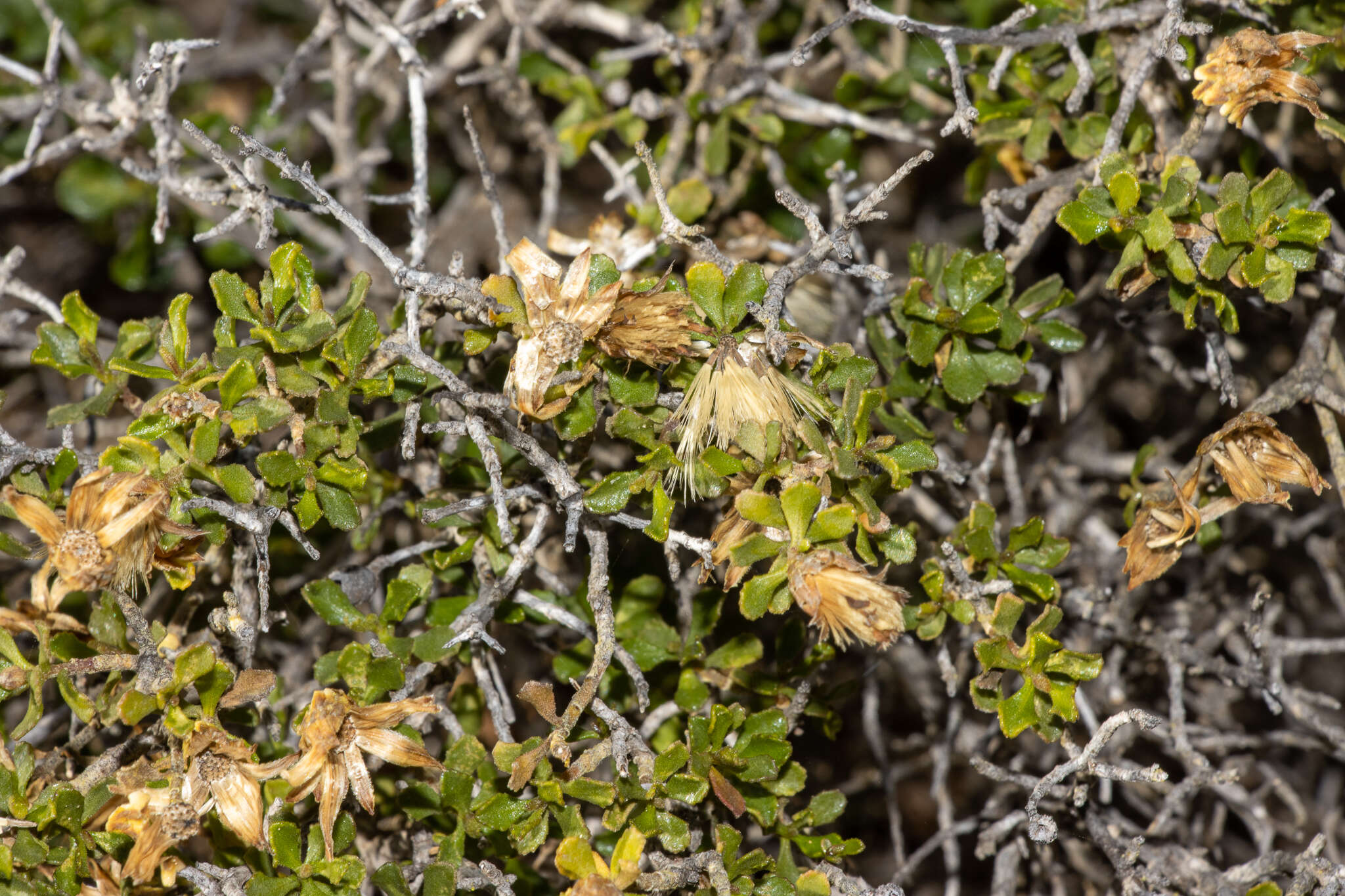 Image of Lime Daisy-bush