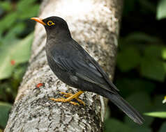 Image of Indian Blackbird