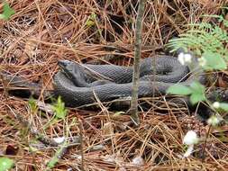 Image of Black pine snake