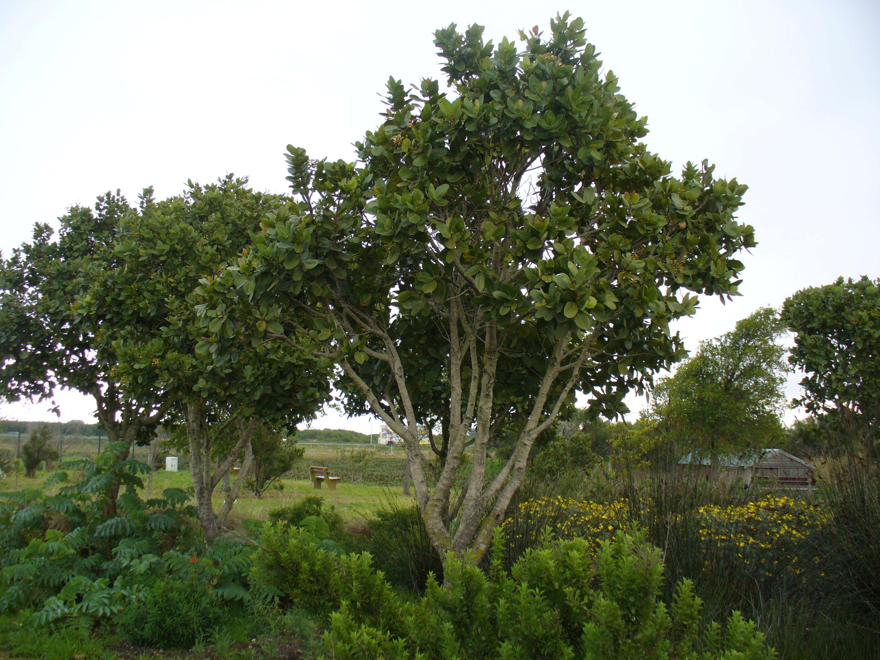 Imagem de Syzygium cordatum Hochst.