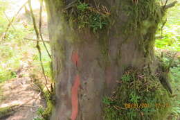 Image of Canadian Yew