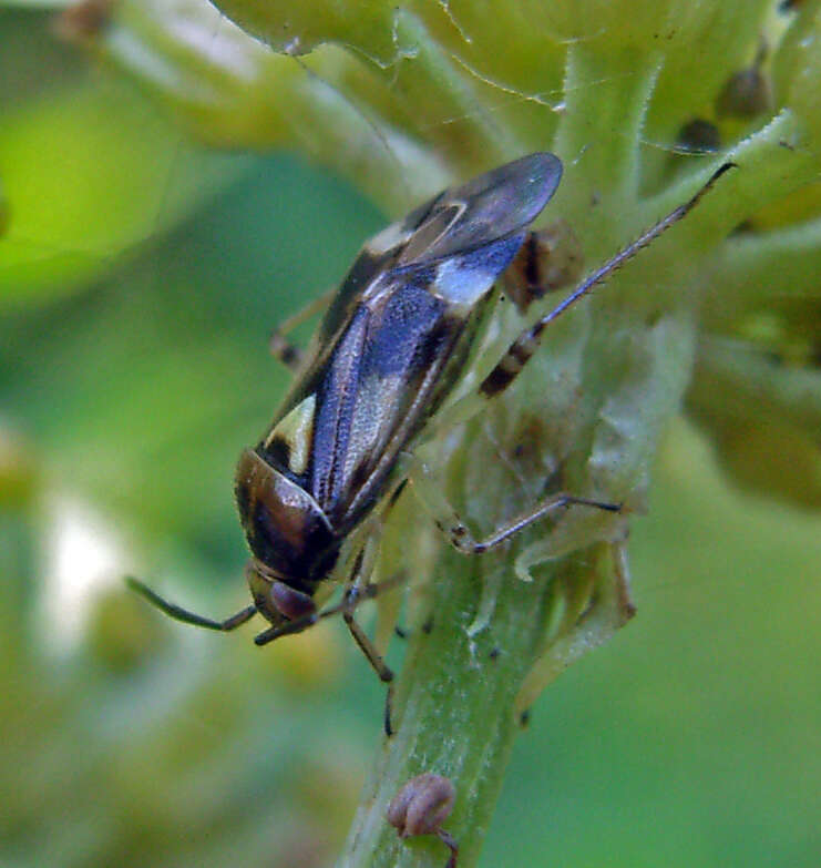 Image of Orthops kalmii (Linnaeus 1758)