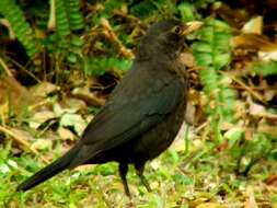 Image of Chinese Blackbird