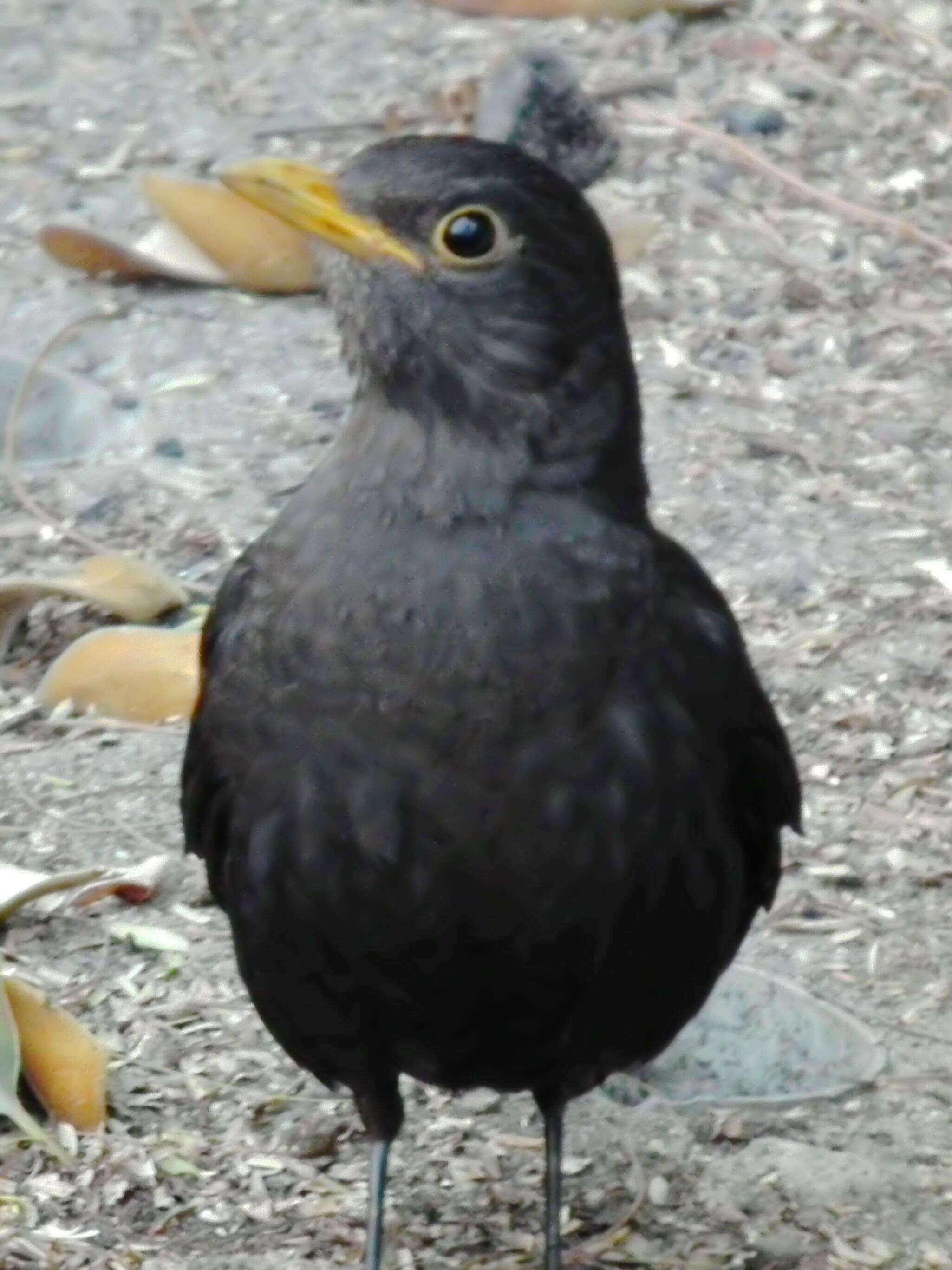 Image of Chinese Blackbird