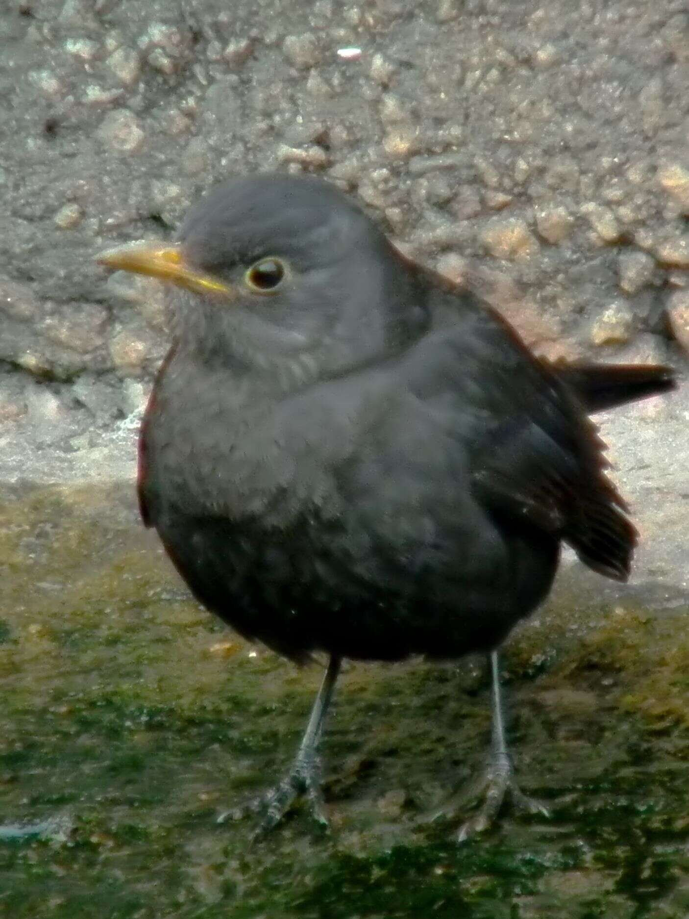 Image of Chinese Blackbird