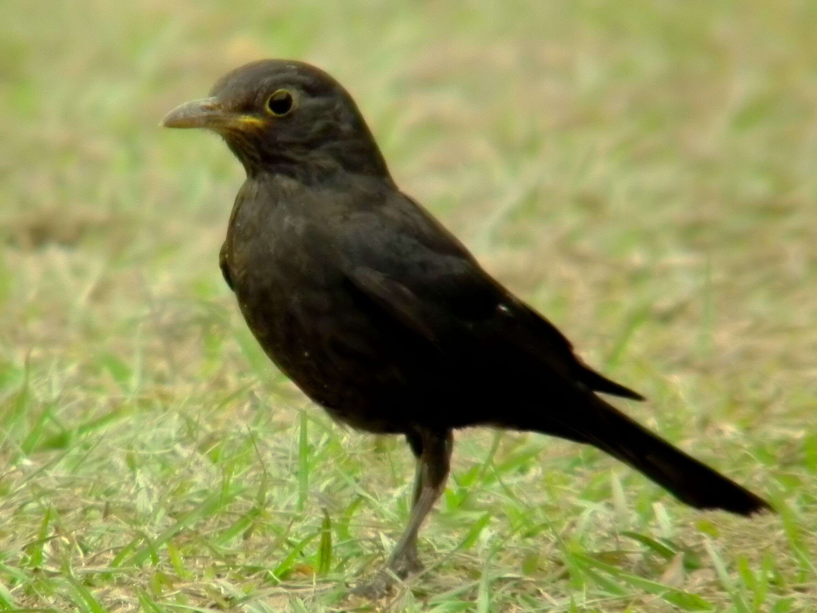 Image of Chinese Blackbird