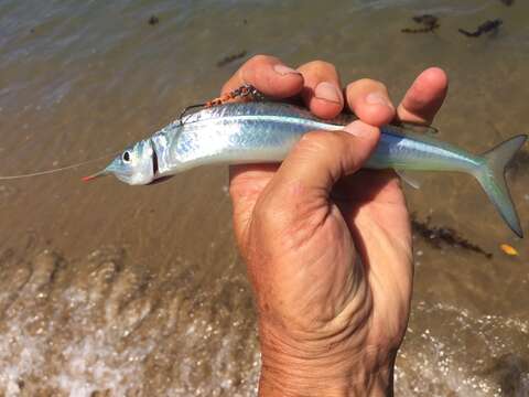 Image of Garfish