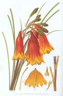 Image of Blandfordia grandiflora R. Br.