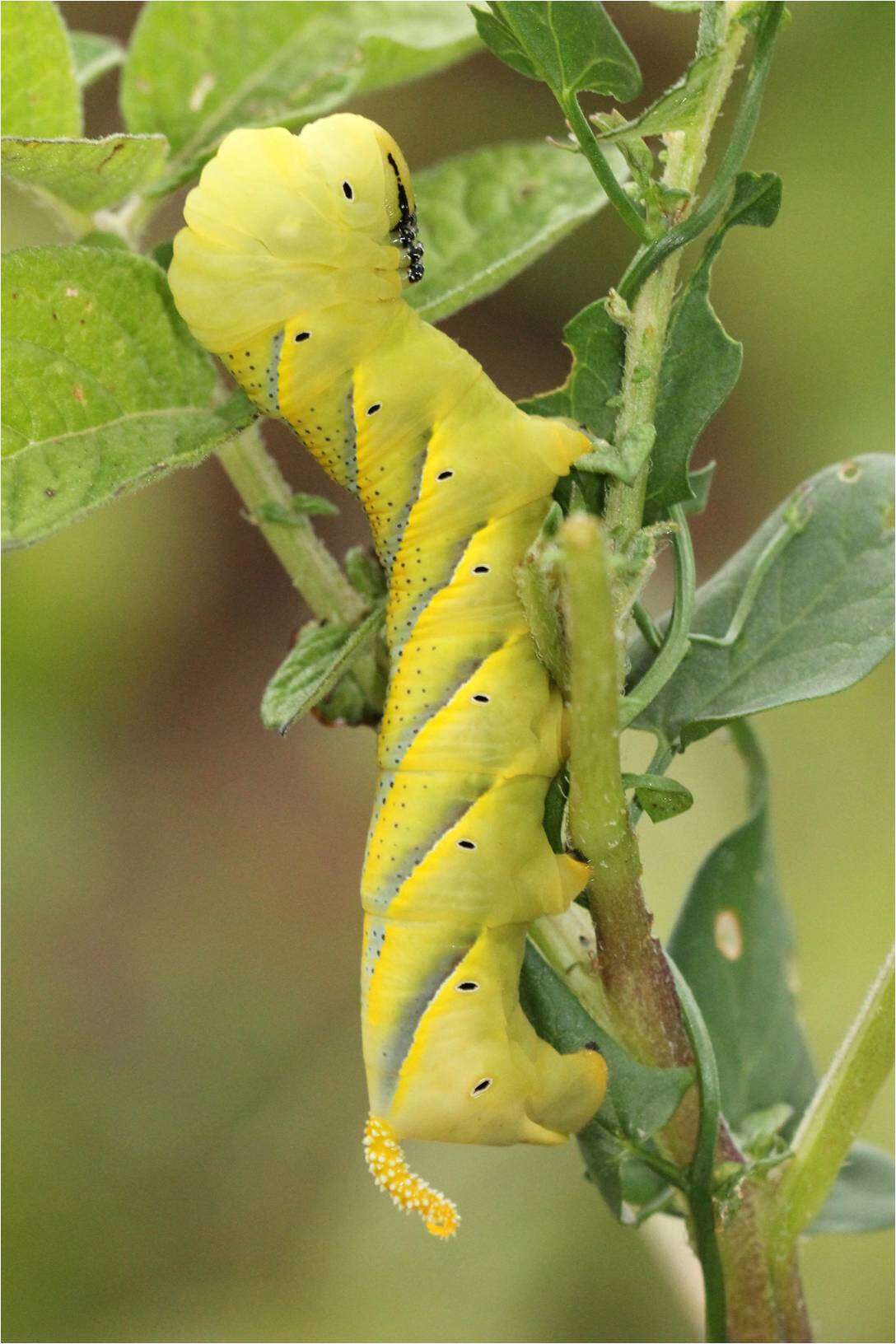 Image of Death's-head hawkmoths