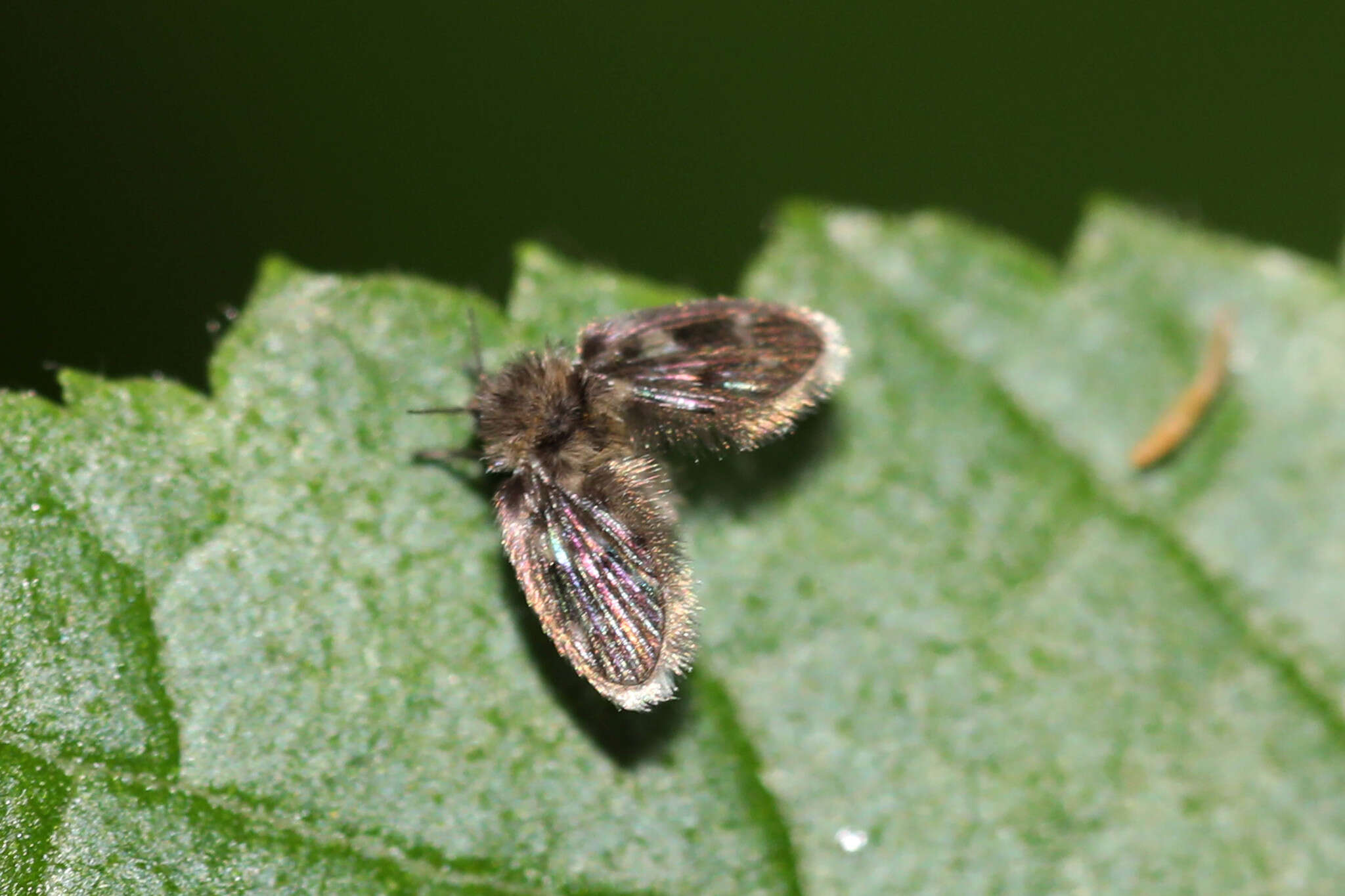 Image of Clytocerus splendidus Jezek 2007