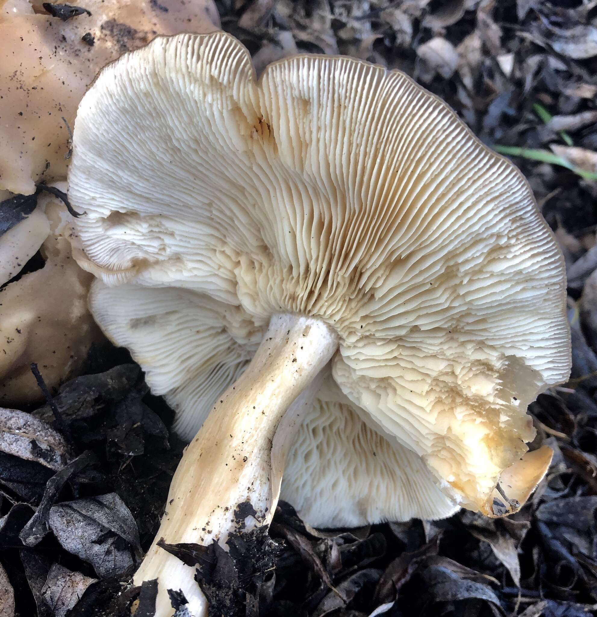 Image of Clitocybe brunneocephala H. E. Bigelow 1982