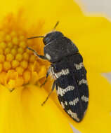 Image of Acmaeodera bowditchi Fall 1901