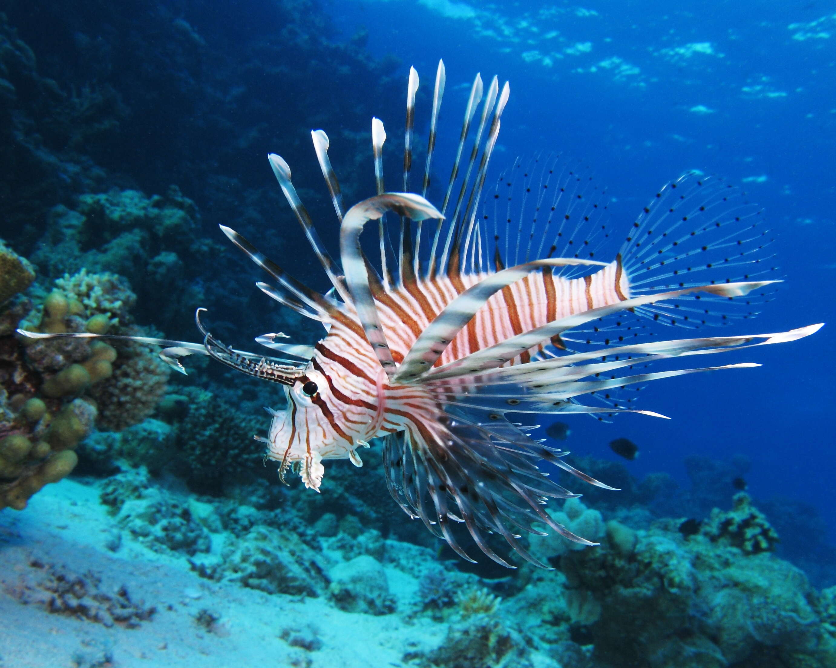 Pterois miles (Bennett 1828) resmi