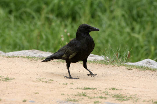 Image of Carrion Crow