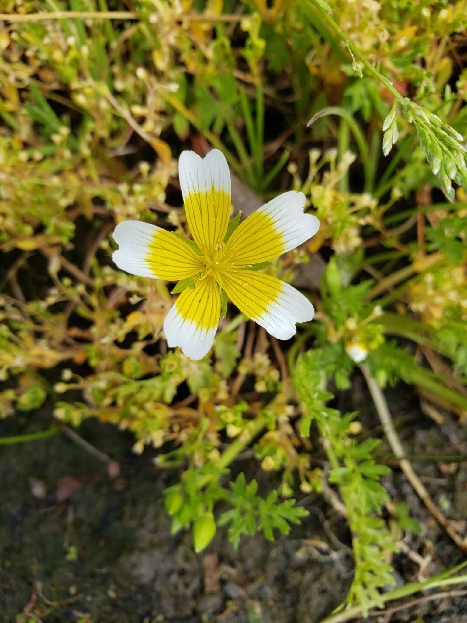 Image of Douglas' meadowfoam