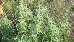 Imagem de Salvia officinalis L.