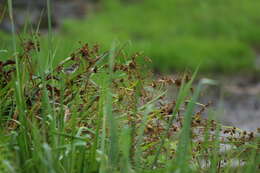 Image of Chattering Cisticola