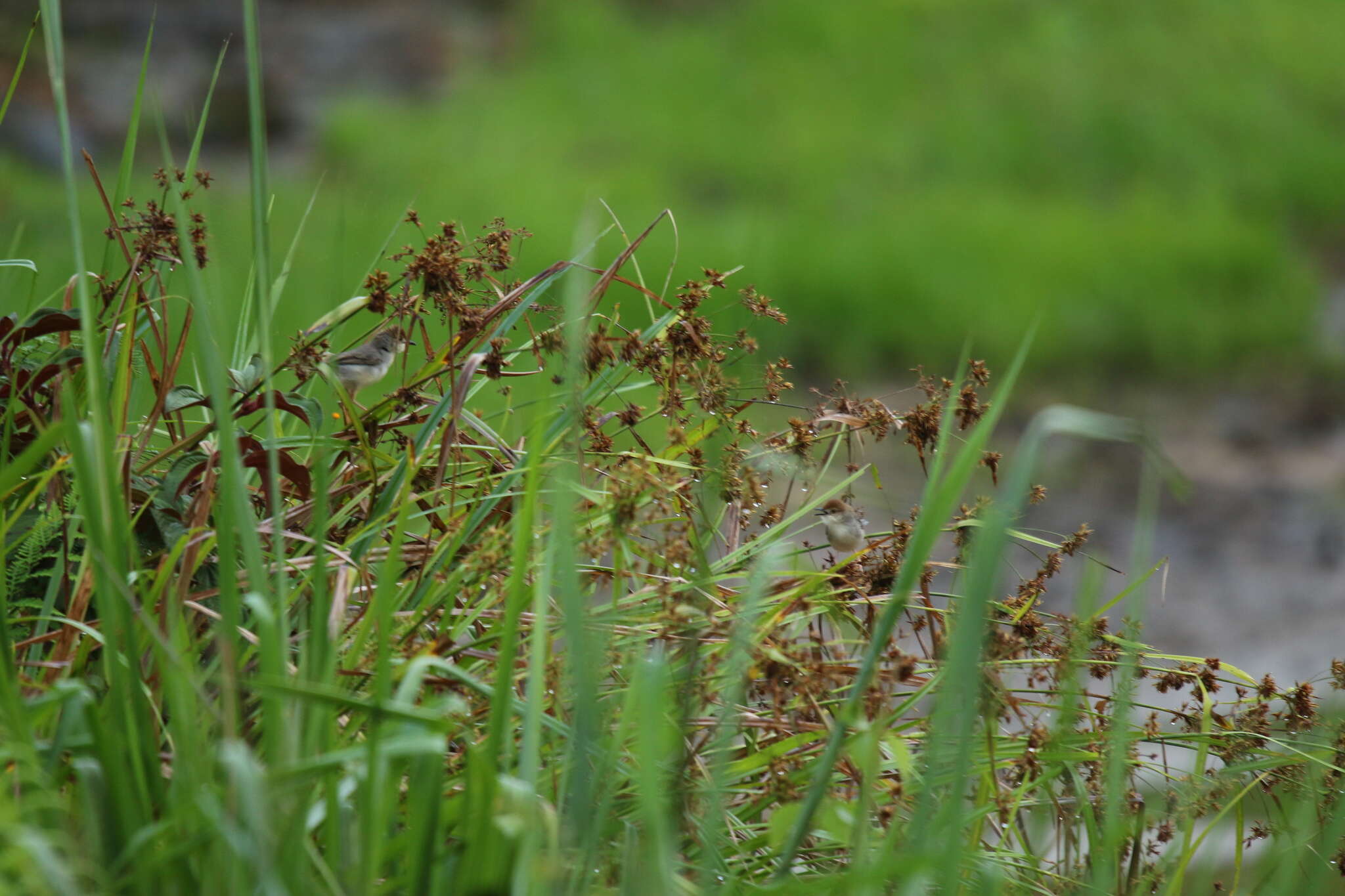 Image of Chattering Cisticola