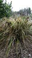 Imagem de Cyperus ustulatus A. Rich.