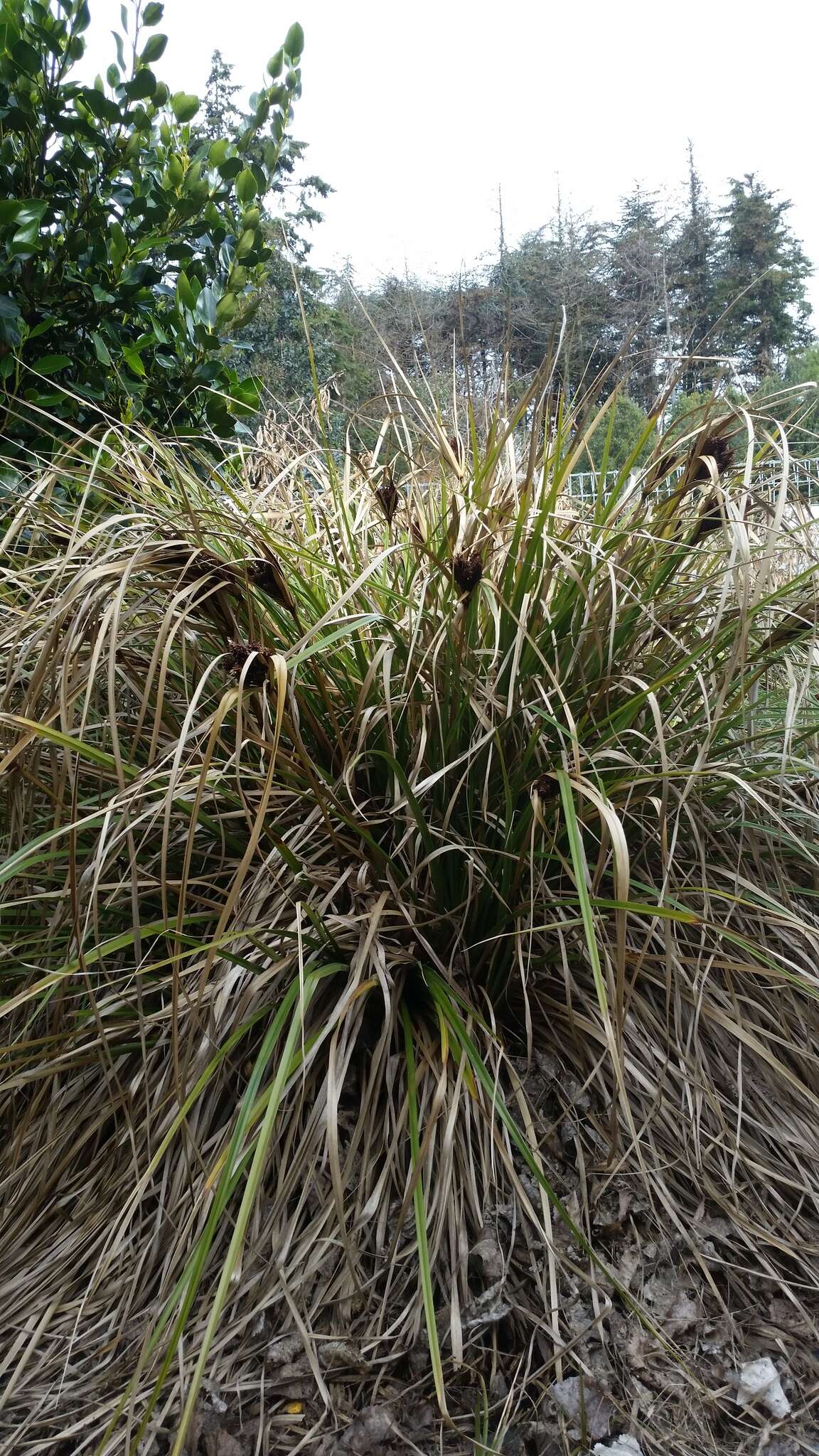 Image of Cyperus ustulatus A. Rich.