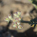 Слика од Daucus pumilus (L.) Hoffm. & Link