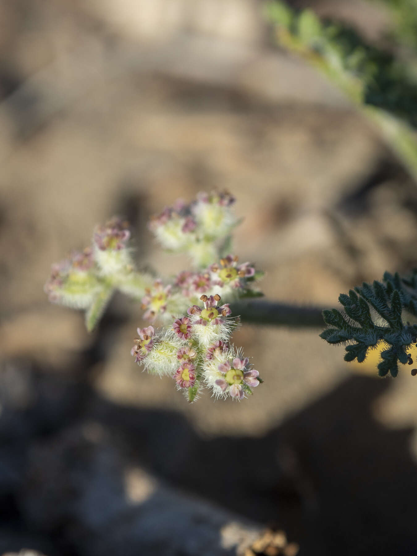 Daucus pumilus (L.) Hoffm. & Link resmi