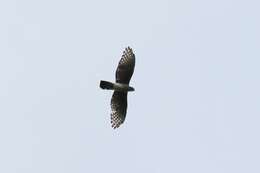 Image of African Cuckoo-Falcon